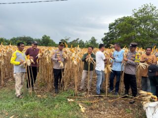 Polres Kuansing Dukung Panen Raya Jagung Pipil Di Desa Koto Taluk untuk Ketahanan Pangan Nasional