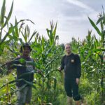 Bhabinkamtibmas Desa Sei Putih Cek Pertumbuhan Tanaman Jagung