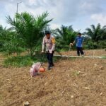 Polsek Kuantan Mudik Dukung Swasembada Pangan 2026, Laksanakan Penanaman Jagung Pipil Di Desa Lubuk Ramo