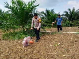Polsek Kuantan Mudik Dukung Swasembada Pangan 2026, Laksanakan Penanaman Jagung Pipil Di Desa Lubuk Ramo