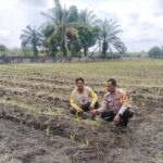 Bhabinkamtibmas Desa Muara Mahat Baru Lakukan Pengecekan Tanaman Jagung