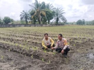 Bhabinkamtibmas Desa Muara Mahat Baru Lakukan Pengecekan Tanaman Jagung