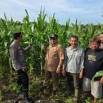 Dukung Swasembada Pangan, Kapolsek Tapung Bersama BPP, Kepala Desa Dan Kelompok Tani Melakukan Pengecekan Lahan Jagung