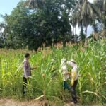 Polres Kuansing Dukung Swasembada Pangan 2026, Polsek Kuantan Mudik Pantau Perkembangan Tanaman Jagung Pipil