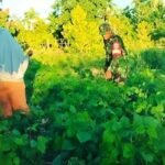 Perkuat Swasembada Pangan, Babinsa Krueng Raya Dampingi Petani Kacang Hijau
