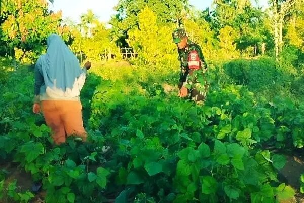 Perkuat Swasembada Pangan, Babinsa Krueng Raya Dampingi Petani Kacang Hijau