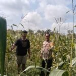 Bhabinkamtibmas Desa Muara Mahat Baru Monitoring Pertumbuhan Jagung Pipil Seluas 1,5 Hektare