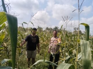 Bhabinkamtibmas Desa Muara Mahat Baru Monitoring Pertumbuhan Jagung Pipil Seluas 1,5 Hektare