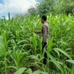 Polsek Kuantan Mudik Cek Perkembangan Jagung Pipil, Dukung Program Swasembada Pangan 2026
