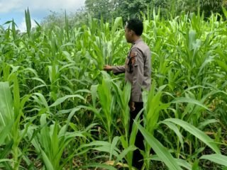 Polsek Kuantan Mudik Cek Perkembangan Jagung Pipil, Dukung Program Swasembada Pangan 2026