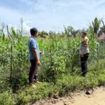 Bhabinkamtibmas Desa Batu Gajah Monitoring Pertumbuhan Jagung Pipil Seluas 0,5 Hektare