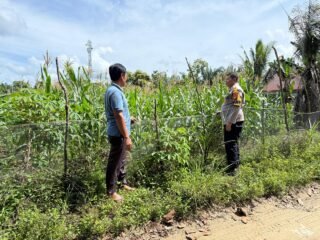 Bhabinkamtibmas Desa Batu Gajah Monitoring Pertumbuhan Jagung Pipil Seluas 0,5 Hektare