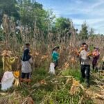 Panen Raya Jagung Pipil Di Desa Koto Lubuk Jambi, Polsek Kuantan Mudik Dukung Program Swasembada Pangan