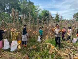 Panen Raya Jagung Pipil Di Desa Koto Lubuk Jambi, Polsek Kuantan Mudik Dukung Program Swasembada Pangan