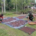 Babinsa Cot Abeuk Bantu Warga Jemur Hasil Panen Cengkeh, Wujud Kepedulian TNI kepada Petani