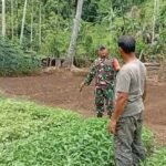 Babinsa Batee Shoek Dampingi Perawatan Sayuran, Wujud Nyata Dukungan Ketahanan Pangan di Sabang