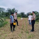 Polsek Kuantan Mudik Lakukan Pengecekan Tanaman Jagung Pipil, Dukung Program Swasembada Pangan Nasional 2026