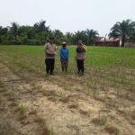 Bhabinkamtibmas Polsek Tapung Melakukan Peninjauan Dan Pendampingan Kepada Petani Jagung Pipil