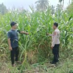 Polsek Kuantan Mudik Cek Perkembangan Jagung Pipil, Dukung Program Swasembada Pangan 2026