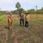 Dukung Program Ketahanan Pangan, Polsek Kampar Kiri Hilir Bersama Kelompok Tani Rukun Sentosa Tanam Jagung Pipil Tumpang Sari
