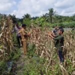 Polsek Tapung Hilir Dukung Program Ketahanan Pangan, Panen 250 Kg Jagung Pipil Bersama BUMDes Tunas Harapan
