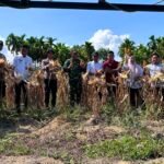 Panen Raya Jagung Pipil Tahap II Di Desa Air Emas, Sinergi Pemerintah Dan Polri Dukung Swasembada Pangan