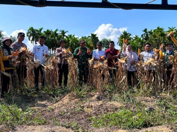 Panen Raya Jagung Pipil Tahap II Di Desa Air Emas, Sinergi Pemerintah Dan Polri Dukung Swasembada Pangan