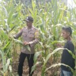 Polsek Kuantan Mudik Cek Tanaman Jagung 76 Hari Tanam, Dukung Program Swasembada Pangan Nasional