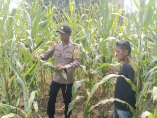 Polsek Kuantan Mudik Cek Tanaman Jagung 76 Hari Tanam, Dukung Program Swasembada Pangan Nasional