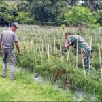 Babinsa Cot Ba'U Pantau Pertumbuhan Cabai Merah, Dukung Ekonomi Warga dan Swasembada Pangan