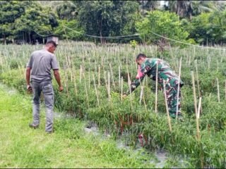 Babinsa Cot Ba'U Pantau Pertumbuhan Cabai Merah, Dukung Ekonomi Warga dan Swasembada Pangan