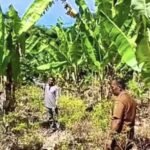 Sinergi Aparat dan Pemangku Wilayah, Babinsa Paya Dampingi Petani Pisang