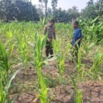 Bhabinkamtibmas Desa Kota Bangun Periksa Tanaman Jagung Pipil, Dukung Program Ketahanan Pangan
