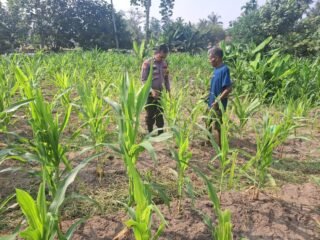 Bhabinkamtibmas Desa Kota Bangun Periksa Tanaman Jagung Pipil, Dukung Program Ketahanan Pangan