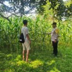 Polsek Hulu Kuantan Cek Perkembangan Jagung Ketahanan Pangan Di Desa Sungai Alah, Dukung Swasembada Pangan 2026