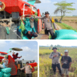 Panen Raya Penuh Berkah, Mas Bhabin Membaur di Sawah, Petani Nikmati Hasil Melimpah dan Harga Gabah Tinggi