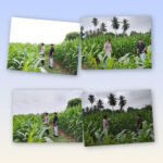 Polsek Cerenti Lakukan Pengecekan Tanaman Jagung Di Lahan BUMDes Desa Sikakak, Dukung Swasembada Pangan 2026