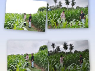 Polsek Cerenti Lakukan Pengecekan Tanaman Jagung Di Lahan BUMDes Desa Sikakak, Dukung Swasembada Pangan 2026