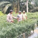 Dukung Asta Cita Presiden, Bhabinkamtibmas Polsek Rengat Barat Aktif Monitoring Ketahanan Pangan