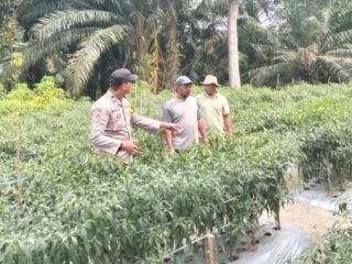 Dukung Asta Cita Presiden, Bhabinkamtibmas Polsek Rengat Barat Aktif Monitoring Ketahanan Pangan