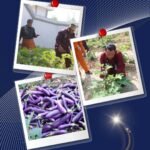 Lapas Narkotika Rumbai Perkuat Program Ketahanan Pangan Dengan Memanen Terong