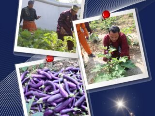 Lapas Narkotika Rumbai Perkuat Program Ketahanan Pangan Dengan Memanen Terong