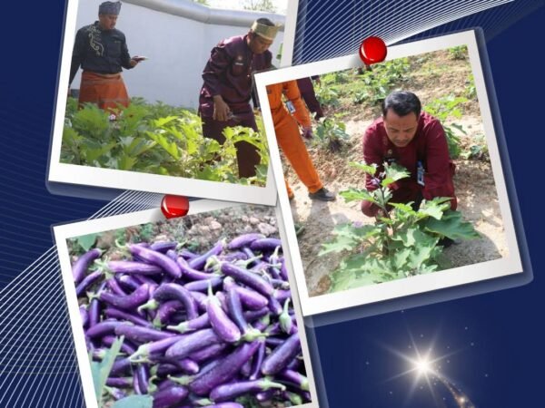 Lapas Narkotika Rumbai Perkuat Program Ketahanan Pangan Dengan Memanen Terong