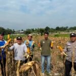 Polres Kuansing Dukung Swasembada Pangan, Panen 500 Kilogram Jagung Pipil Di Desa Koto Baru