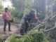Gotong Royong Bersihkan Pohon Tumbang, Babinsa Paya Seunara Wujudkan Kemanunggalan TNI-Rakyat