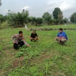 Polsek Kuantan Mudik Cek Pertumbuhan Jagung Pipil Di Desa Banjar Guntung, Dukung Swasembada Pangan 2026