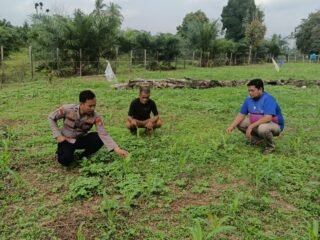 Polsek Kuantan Mudik Cek Pertumbuhan Jagung Pipil Di Desa Banjar Guntung, Dukung Swasembada Pangan 2026