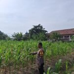Dukung Ketahanan Pangan, Bhabinkamtibmas Desa Kota Bangun Pantau Perkembangan Tanaman Jagung Milik Desa