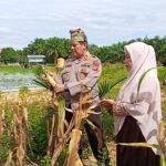 Semangat Dukung Swasembada Pangan, Kapolsek Kampar Turun Langsung Panen Jagung Di Sendayan