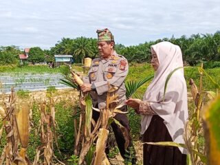 Semangat Dukung Swasembada Pangan, Kapolsek Kampar Turun Langsung Panen Jagung Di Sendayan